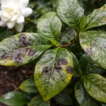 why are my gardenias developing black with fungal patches visible on foliage