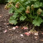 why are my geraniums not flowering with dropped blossoms around the stems
