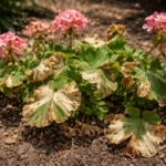 why are my geraniums wilting with scorched leaf edges in harsh sun