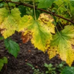 why are my grapevines leaves with visible browning or spots on leaves
