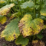 why are my hollyhock leaves with visible browning or spots on leaves