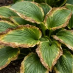 why are my hostas developing with visible browning or spots on leaves