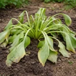 why are my hostas wilting after wilting visibly in real garden soil
