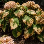 why are my hydrangeas drooping with scorched leaf edges in harsh sun