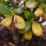 why are my jade plant with visible browning or spots on leaves