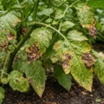 why are my lawn spots with visible browning or spots on leaves