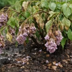 why are my lilacs wilting after wilting visibly in real garden soil