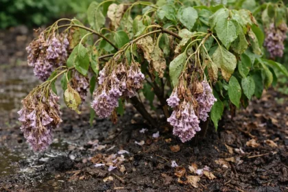 why are my lilacs wilting after wilting visibly in real garden soil