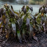 why are my lilies curling after with cold-damaged leaves in the garden
