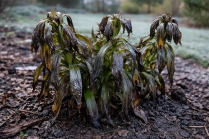 why are my lilies curling after with cold-damaged leaves in the garden