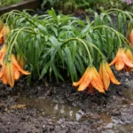 why are my lilies drooping after wilting visibly in real garden soil