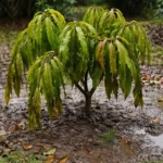 why are my mango leaves wilting wilting visibly in real garden soil