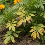why are my marigold leaves with visible browning or spots on leaves