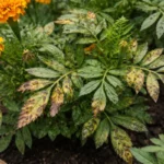 why are my marigolds developing with visible browning or spots on leaves