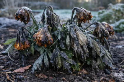 why are my marigolds wilting after with cold-damaged leaves in the garden