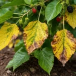 why are my mulberry leaves with visible browning or spots on leaves