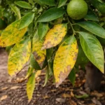 why are my orange tree with visible browning or spots on leaves
