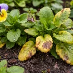 why are my pansy leaves with visible browning or spots on leaves