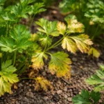 why are my parsley plants with visible browning or spots on leaves