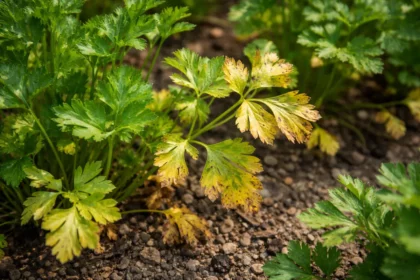 why are my parsley plants with visible browning or spots on leaves