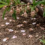 why are my peach flowers not with dropped blossoms around the stems