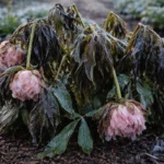 why are my peonies drooping after with cold-damaged leaves in the garden