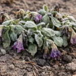 why are my petunias wilting showing stress from sun and dry soil