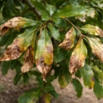 why are my pomegranate leaves with visible browning or spots on leaves