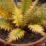 why are my potted ferns with visible browning or spots on leaves