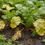 why are my radish leaves with visible browning or spots on leaves