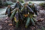 why are my rhododendron leaves turning with cold-damaged leaves in the garden