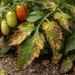 why are my roma tomatoes with visible browning or spots on leaves