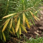 why are my rosemary leaves with visible browning or spots on leaves