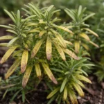 why are my rosemary leaves with visible browning or spots on leaves