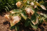 why are my roses turning with scorched leaf edges in harsh sun