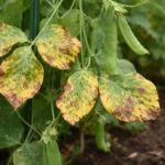 why are my snap peas with visible browning or spots on leaves