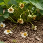 why are my strawberries not setting with dropped blossoms around the stems