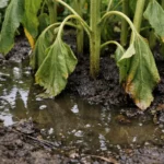 why are my sunflowers drooping after with wet soil around the base
