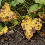 why are my sweet potato with visible browning or spots on leaves