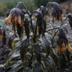 why are my tiger lilies drooping with cold-damaged leaves in the garden