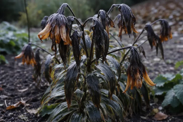 why are my tiger lilies drooping with cold-damaged leaves in the garden