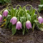 why are my tulips wilting after wilting visibly in real garden soil