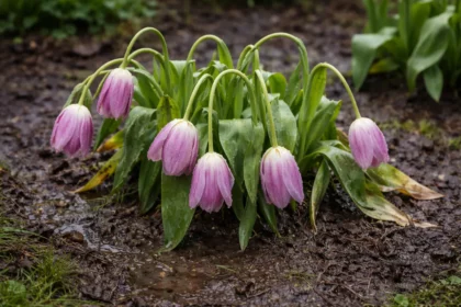 why are my tulips wilting after wilting visibly in real garden soil