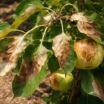 why do my apple trees with scorched leaf edges in harsh sun