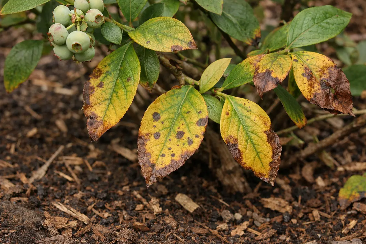 why do my blueberry bushes with visible browning or spots on leaves