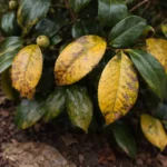 why do my camellia leaves with visible browning or spots on leaves