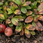 why do my cranberries develop with visible browning or spots on leaves