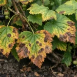 why do my currant bushes with visible browning or spots on leaves