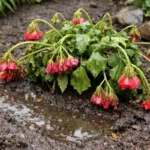 why do my geraniums droop after wilting visibly in real garden soil