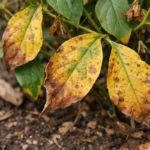 why do my jasmine leaves with visible browning or spots on leaves